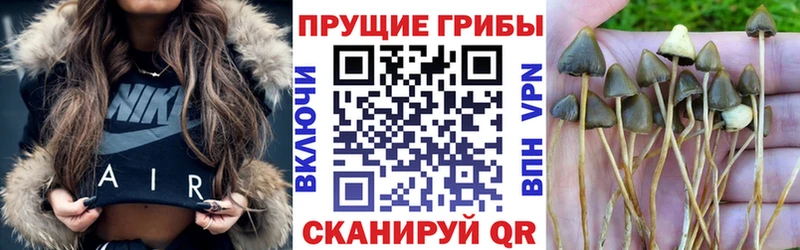 Галлюциногенные грибы Psilocybine cubensis  Берёзовский 